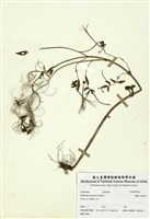 藏品(黑龍江柳葉菜)的圖片